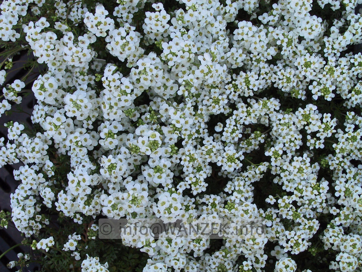 Hutchinsia alpina.JPG